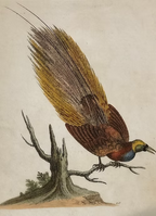 A Collection of Engravings by George Edwards