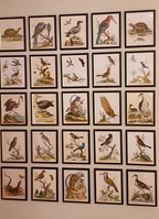 A Collection of Engravings by George Edwards