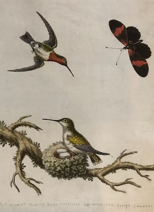 A Collection of Engravings by George Edwards