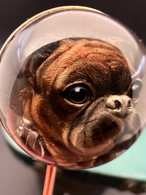French Bulldog Essex
