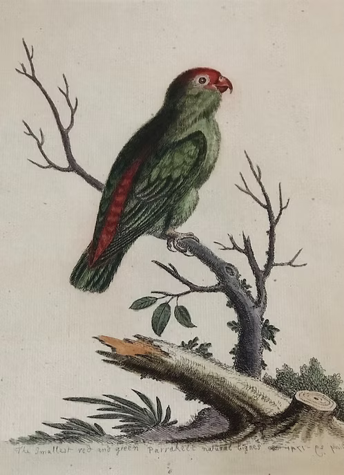 A Collection of Engravings by George Edwards