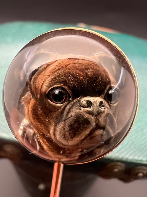 French Bulldog Essex