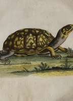 A Collection of Engravings by George Edwards
