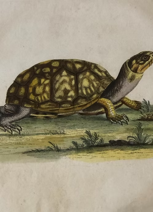 A Collection of Engravings by George Edwards