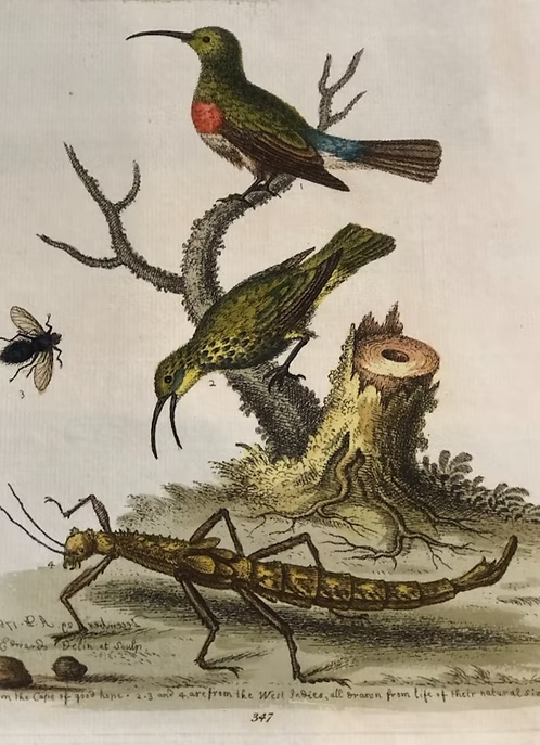 A Collection of Engravings by George Edwards