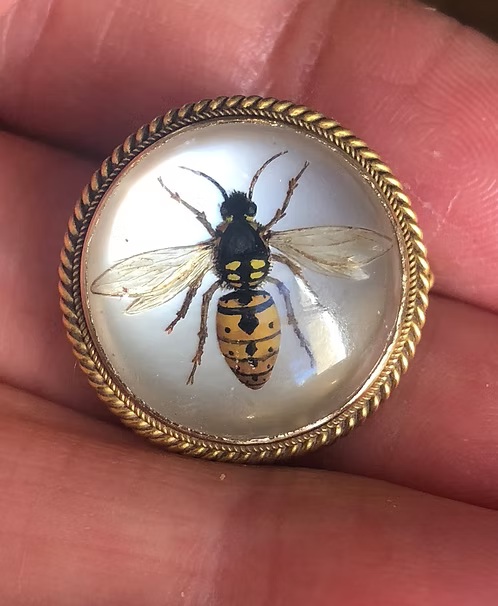 Essex Wasp