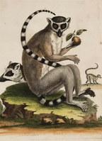 A Collection of Engravings by George Edwards