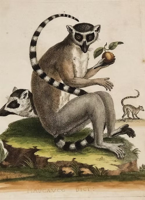 A Collection of Engravings by George Edwards