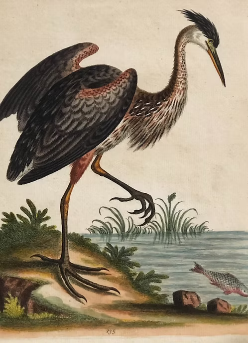 A Collection of Engravings by George Edwards