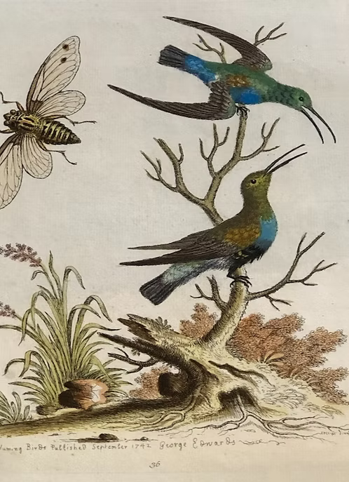 A Collection of Engravings by George Edwards