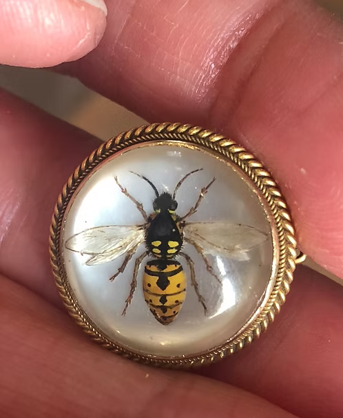 Essex Wasp