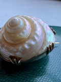 Sea Snail Mourning Brooch 1843