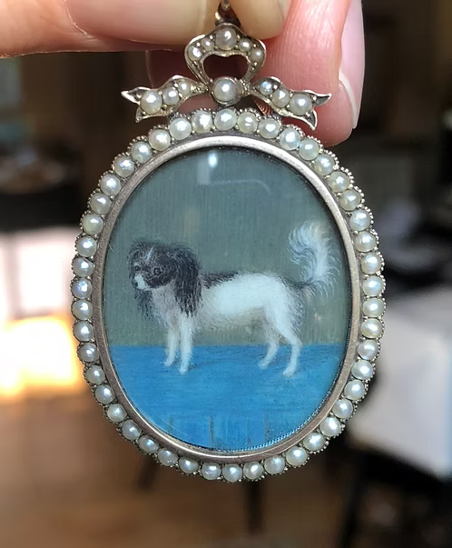 King Charles Spaniel