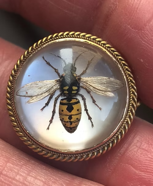 Essex Wasp