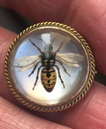 Essex Wasp