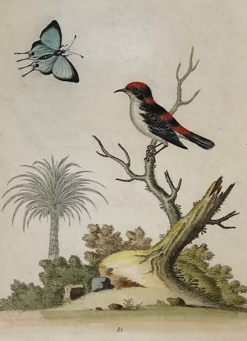 A Collection of Engravings by George Edwards