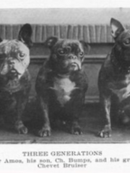 French Bulldog Essex