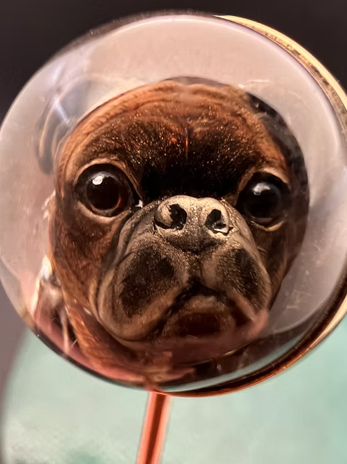 French Bulldog Essex