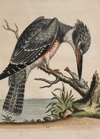 A Collection of Engravings by George Edwards