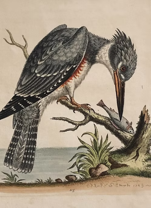A Collection of Engravings by George Edwards