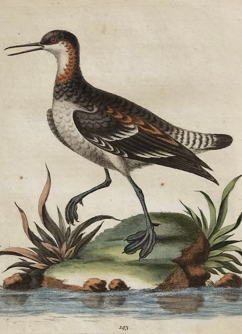 A Collection of Engravings by George Edwards