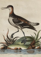 A Collection of Engravings by George Edwards