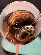 French Bulldog Essex