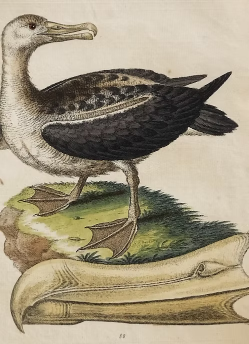 A Collection of Engravings by George Edwards