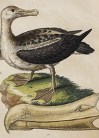 A Collection of Engravings by George Edwards