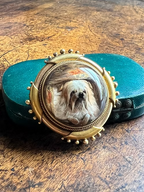 In the Doghouse