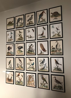 A Collection of Engravings by George Edwards