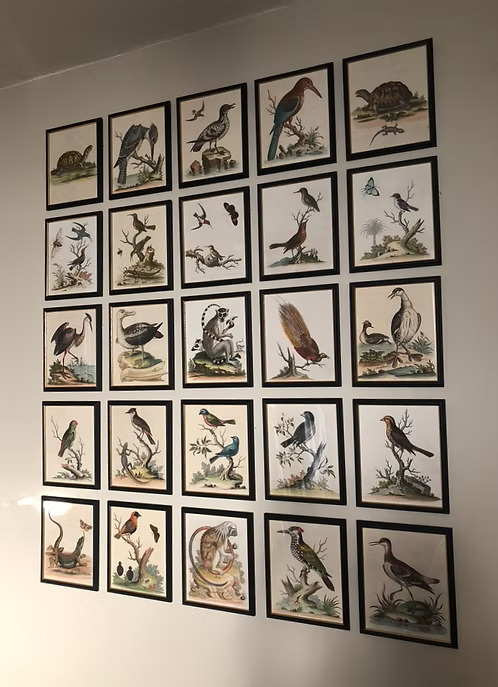 A Collection of Engravings by George Edwards